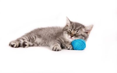 A New (Free) Decodable Text: Cat Naps!